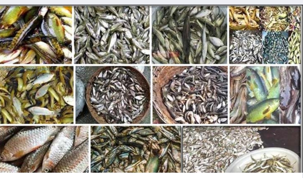 ব্রাহ্মণবাড়িয়া নবীনগরে ছোট বড় নদীগুলোর নাব্যতা সংকটে বিলুপ্তপ্রায় দেশীয় প্রজাতির মৎস্য সম্পদ