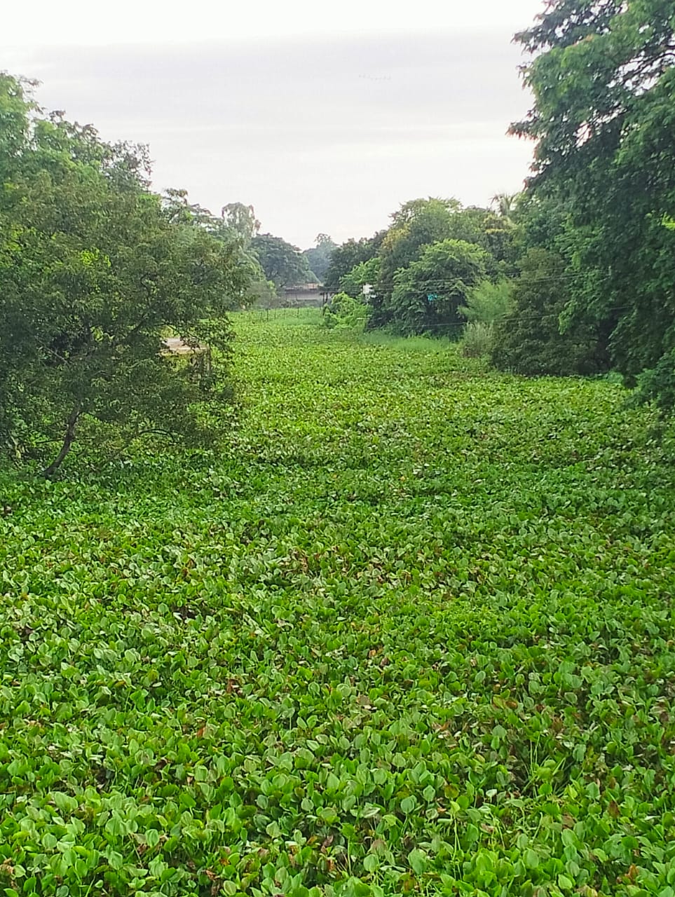 নবীনগরে কৃষক, মাঝি ও জেলেদের শত্রু কচুরিপানা !